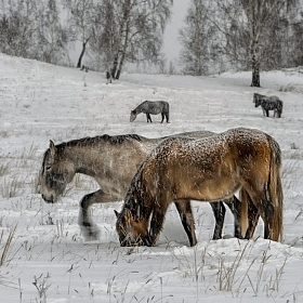 Башкирские лошадки