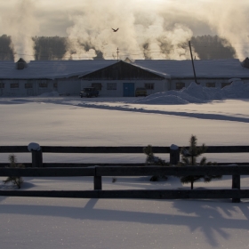 Морозное утро на ферме