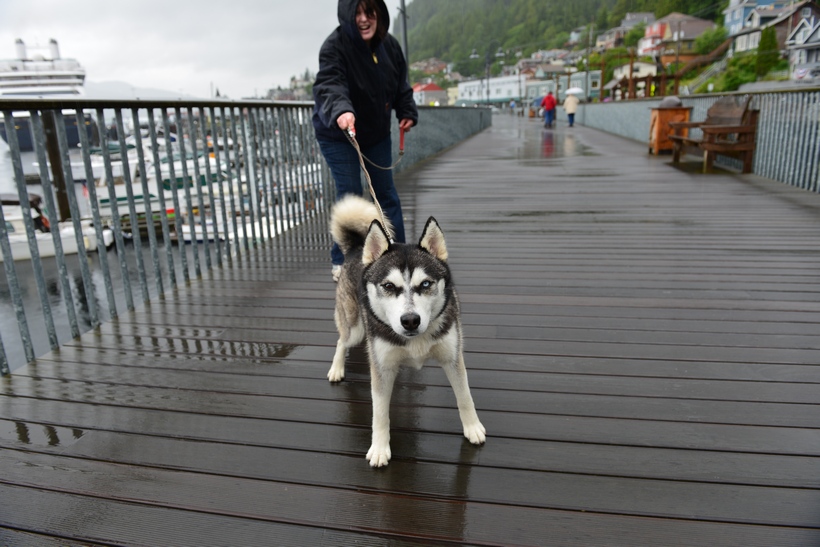 Собаки на Аляске