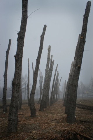 туман вгороде