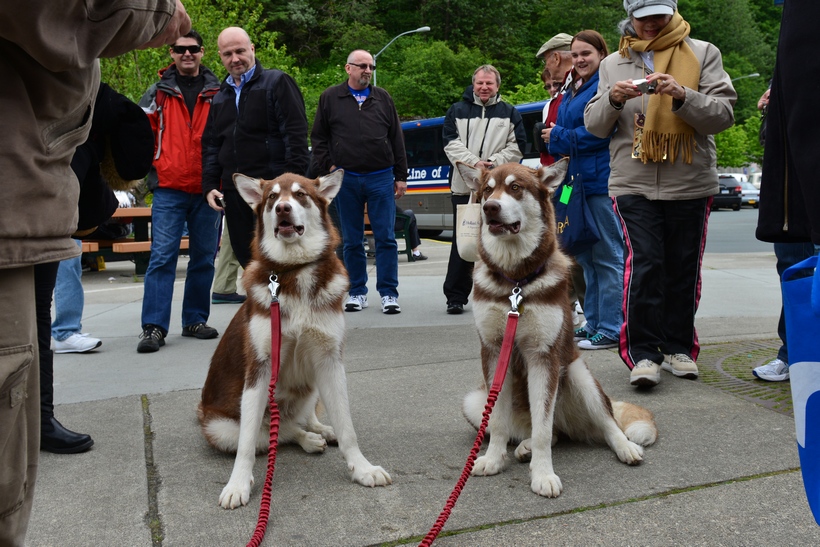 Собаки на Аляске