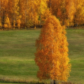 Осень золотая автора Getsevphoto