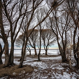 Деревья на берегу озера