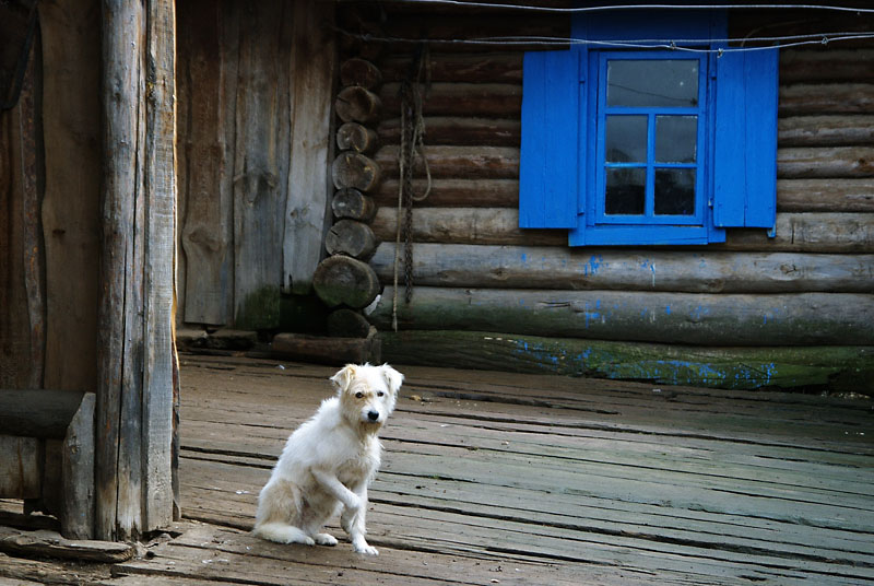 Cерая жизнь белой собаки