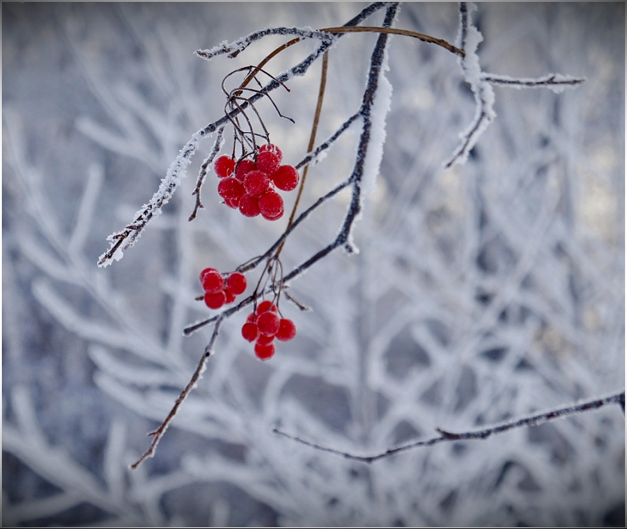 Калины ягоды красней, чем кровь, противились зиме...