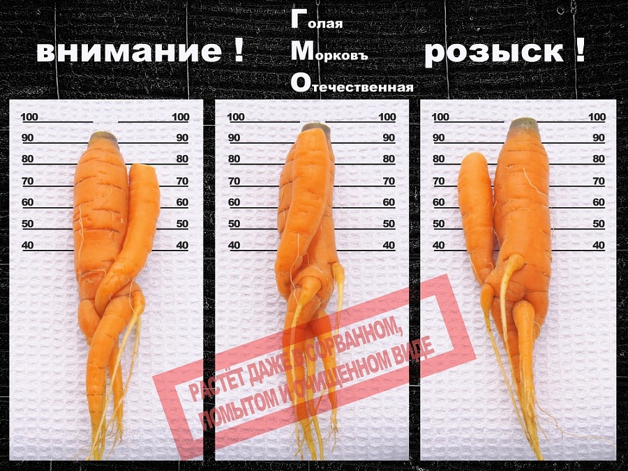 Нина Карымова «Морковь» Свободная тема. 1 место, 28 баллов