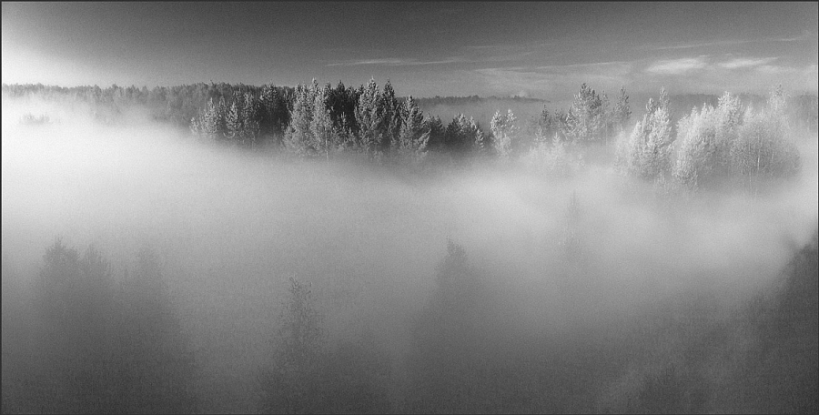 Деревья в тумане утром.