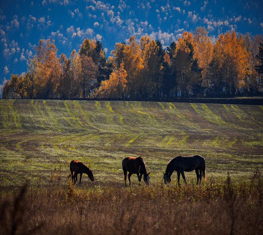 Пасутся кони в поле осеннем